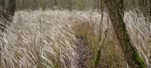 Gagelpad bij Groepsaccommodatie de Imme in de Weerribben