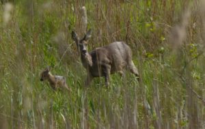 Corona? Ga juist de natuur in.