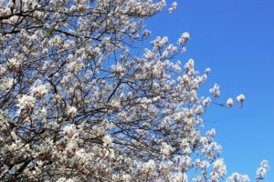 Ook met Corona is het lente in de Weerribben!