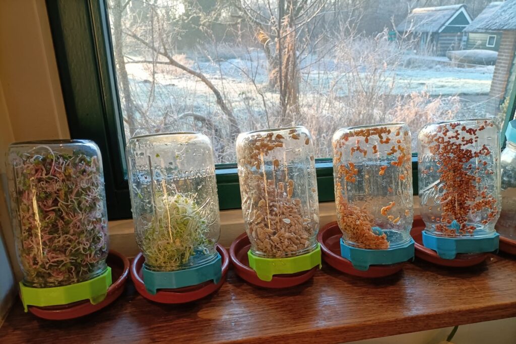 Kiemgroenten telen in Mason Jars